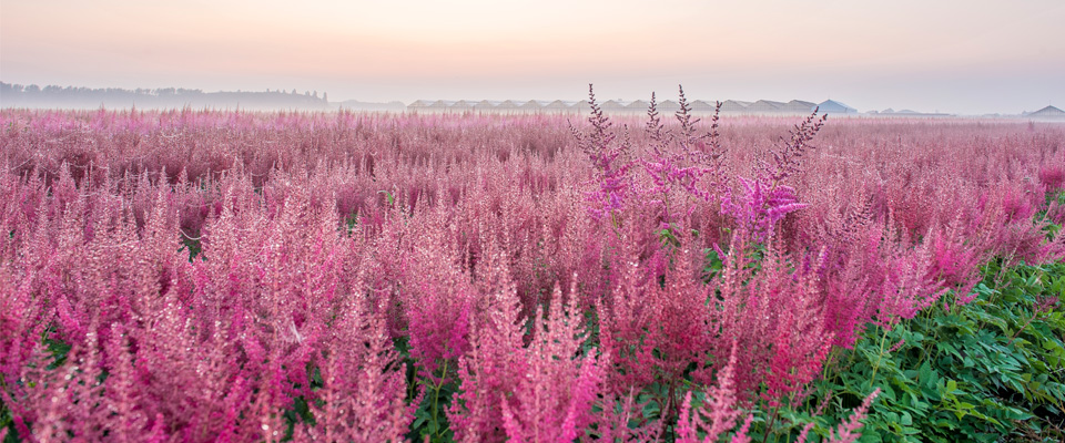 Amazing Astilbe Flower Fields