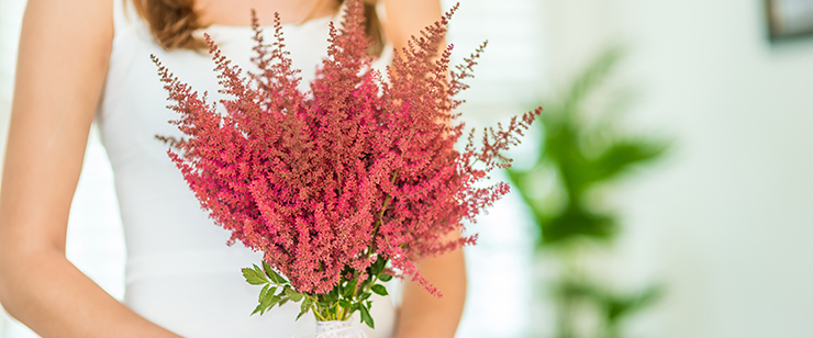 Amazing Astilbe - Else Schluck