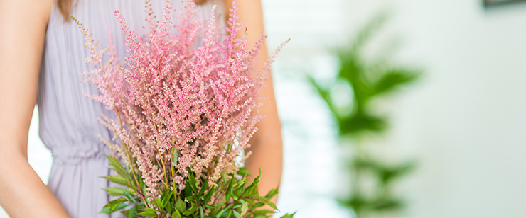 Amazing Astilbe - Erika